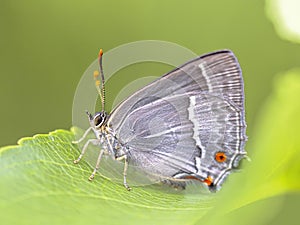 Purple hairstreak butterfly photo