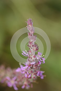 Purple hairy flower closeup