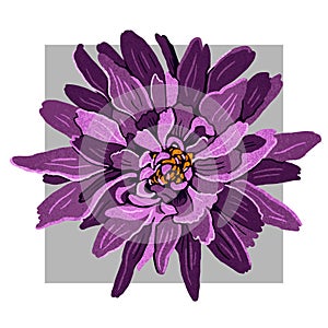 Purple hand drawn dahlia flower.