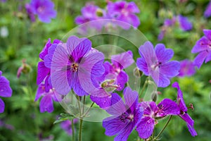 Purple hardy cranesbill wild geranium by name of Geranium x Magnificum, photographed in an English garden in Oxfordshire UK.