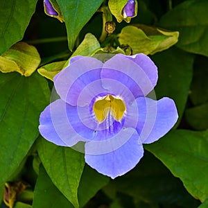 Purple Hawaiian Hanging Flower