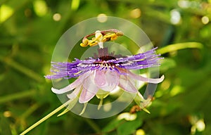 Purple Haze Passiflora