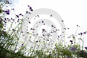 Purple of head flower in field at sky