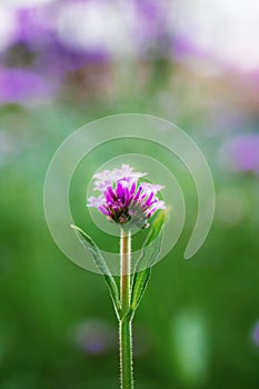 Purple head flower are growing