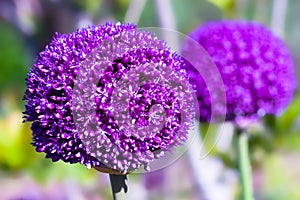 Purple headed allium photo