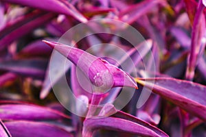 The Purple heart Plants