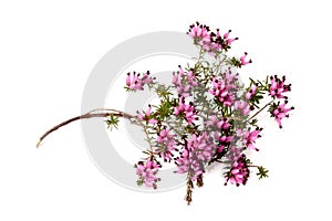 Purple heather