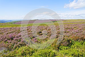 Purple heather and bracken on Hathersage Moor in Derbyshire