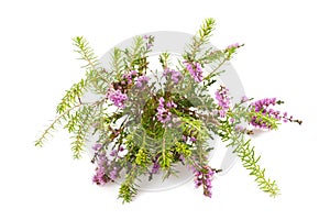 Purple heather