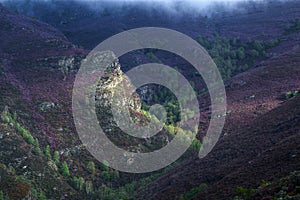 Purple heather covered gorges and green forests