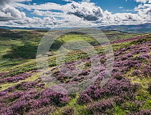 Purple Heather Covered Hillside, Black Meldon Hill photo