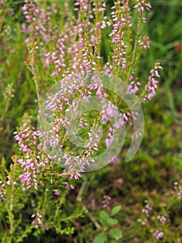 Purple heather flowers