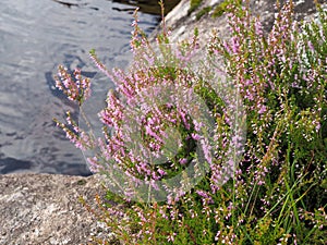 Purple heather flowers