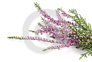 Purple heather flowers