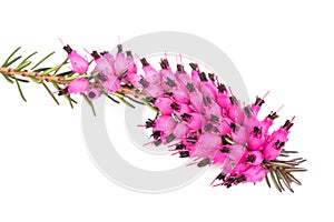 Purple heather flowers