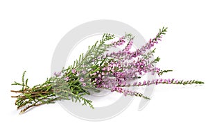 Purple heather flowers photo
