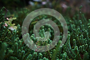 Purple heather not yet flowering close up