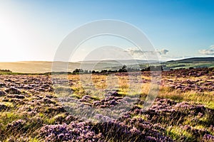 Purple heather over Ilkley moor photo