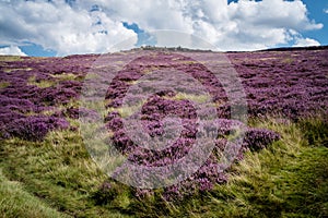 Purple Heather in the Peak District