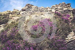 Purple Heather in the Peak District National Park