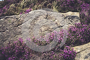 Purple Heather in the Peak District National Park