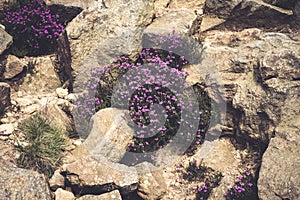 Purple Heather in the Peak District National Park