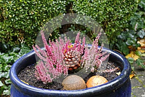 Purple heather in a planting bowl as a splash of color in the autumnal garden