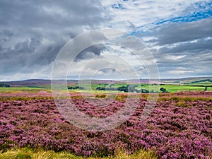 Purple heather on Yorkshire moors