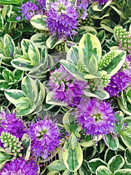 Purple Hebe Addenda Speciosa flowers photo
