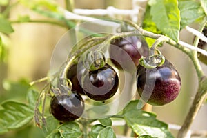 Purple heirloom tomatoes growing on bush, growing fresh organic vegetables