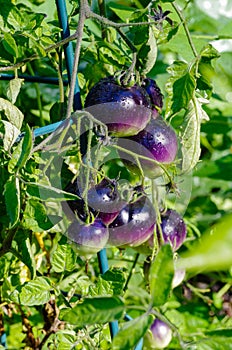 Purple heirloom tomatoes on the vine