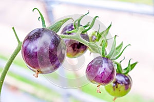 Purple heirloom tomatoes on the vine in a garden