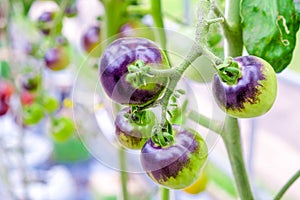 Purple heirloom tomatoes on the vine in a garden