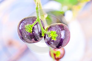 Purple heirloom tomatoes on the vine in a garden