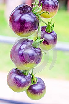 purple heirloom tomatoes on the vine in a garden