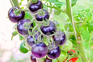 purple heirloom tomatoes on the vine in a garden