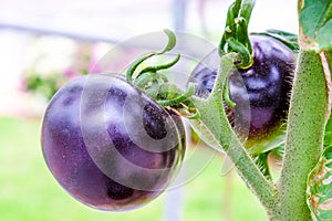 Purple heirloom tomatoes on the vine in a garden