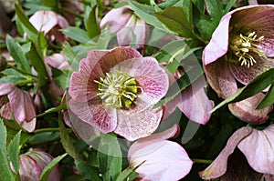 Purple hellebore flower of the Christmas Rose