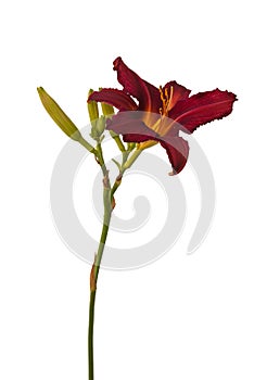 Purple hemerocallis daylily