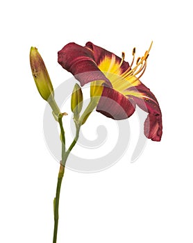 Purple hemerocallis daylily Night Beacon