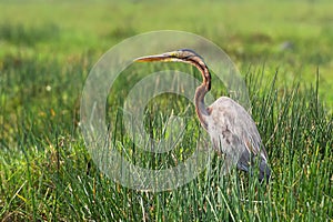 Purple Heron Ardea purpurea