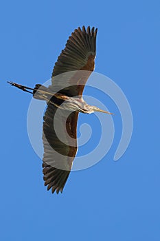 Purple heron, Ardea purpurea. A bird flies against a blue sky