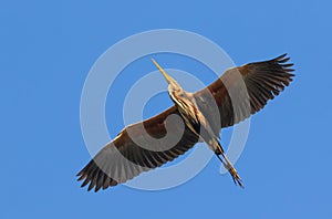 Purple heron, Ardea purpurea. A bird flies over the photographer against the blue sky