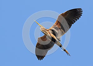 Purple heron, Ardea purpurea. A bird flies over the photographer against the blue sky