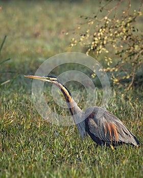 purple heron or ardea purpurea closeup or portrait in natural green background in winter season morning light at keoladeo national