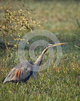 purple heron or ardea purpurea closeup or portrait in natural green background in winter season morning light at keoladeo national