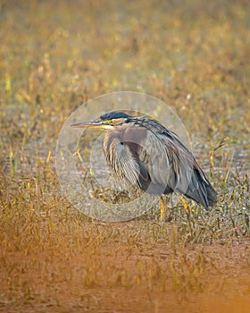 purple heron or ardea purpurea fine art closeup or portrait in winter season sunrise light at keoladeo national park or bharatpur