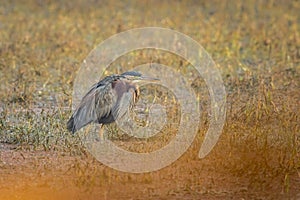 purple heron or ardea purpurea fine art closeup or portrait in winter season sunrise light at keoladeo national park or bharatpur