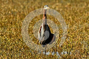 Purple heron or Ardea purpurea head on with wingspan in wetland of keoladeo ghana national park or bharatpur bird sanctuary