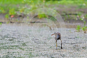 Purple heron or ardea purpurea is hunting in a pond or lake